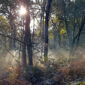AutumnWoods