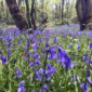 Bluebells